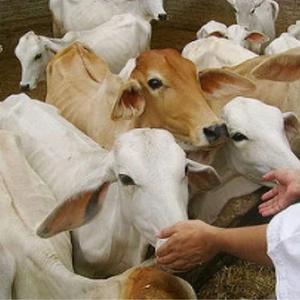 Feed Cow Seva